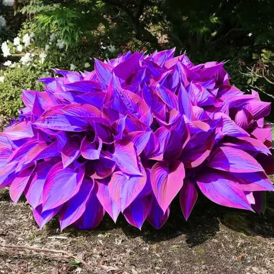 2026 Garden Must-Have Perennial Coleus Ornamental Grass Seeds