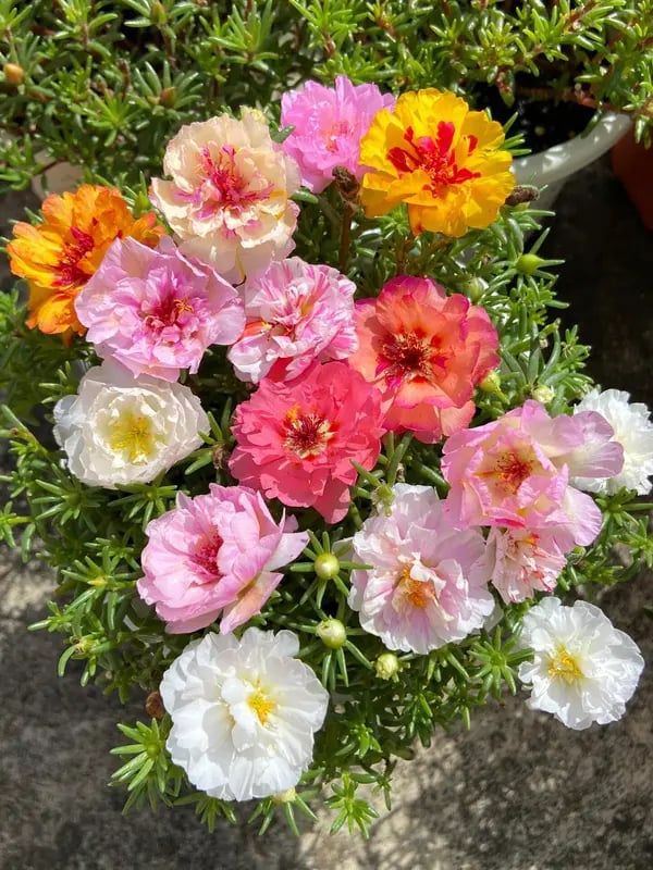 Moss Rose Seeds – Perennial Flower Seeds Easy to Grow