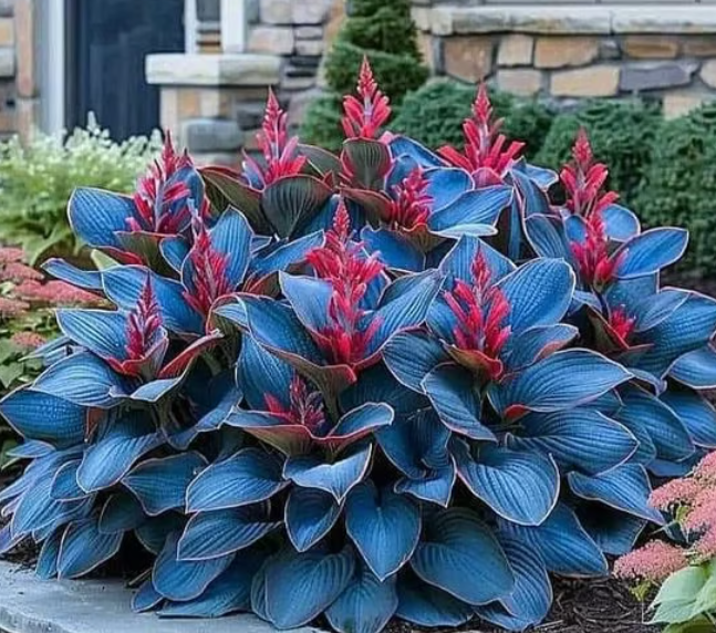 2026 Garden Must-Have Perennial Coleus Ornamental Grass Seeds