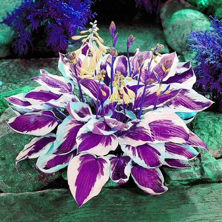 2026 Garden Must-Have Perennial Coleus Ornamental Grass Seeds