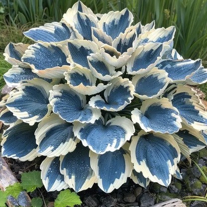 2026 Garden Must-Have Perennial Coleus Ornamental Grass Seeds