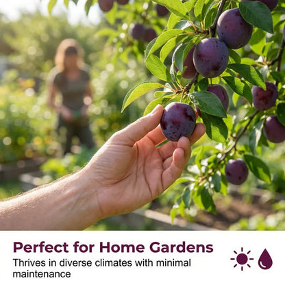 Heirloom Non-GMO Grafted Plum Tree Seeds