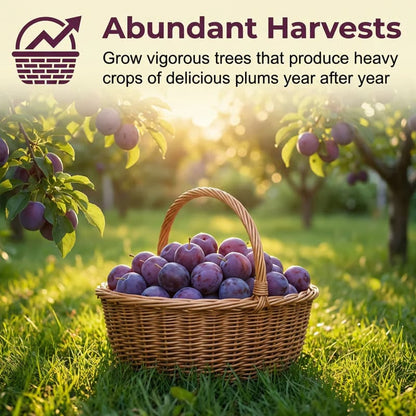 Heirloom Non-GMO Grafted Plum Tree Seeds