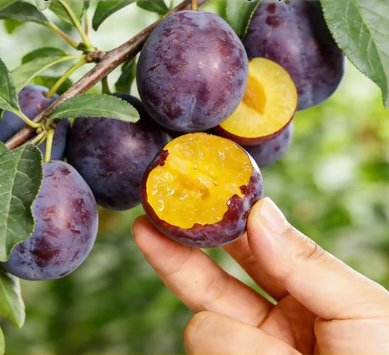 Heirloom Non-GMO Grafted Plum Tree Seeds