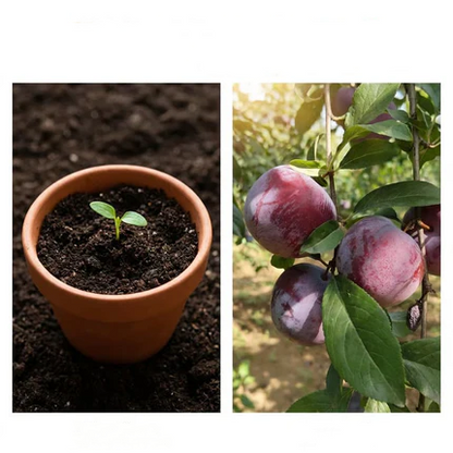 Heirloom Non-GMO Grafted Plum Tree Seeds