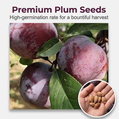 Heirloom Non-GMO Grafted Plum Tree Seeds