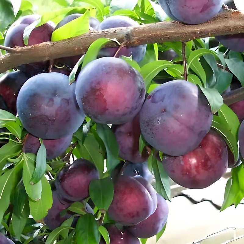 Heirloom Non-GMO Grafted Plum Tree Seeds