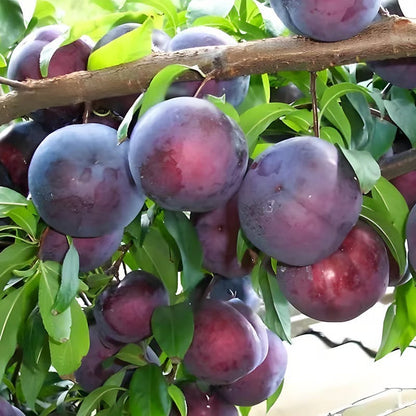 Heirloom Non-GMO Grafted Plum Tree Seeds