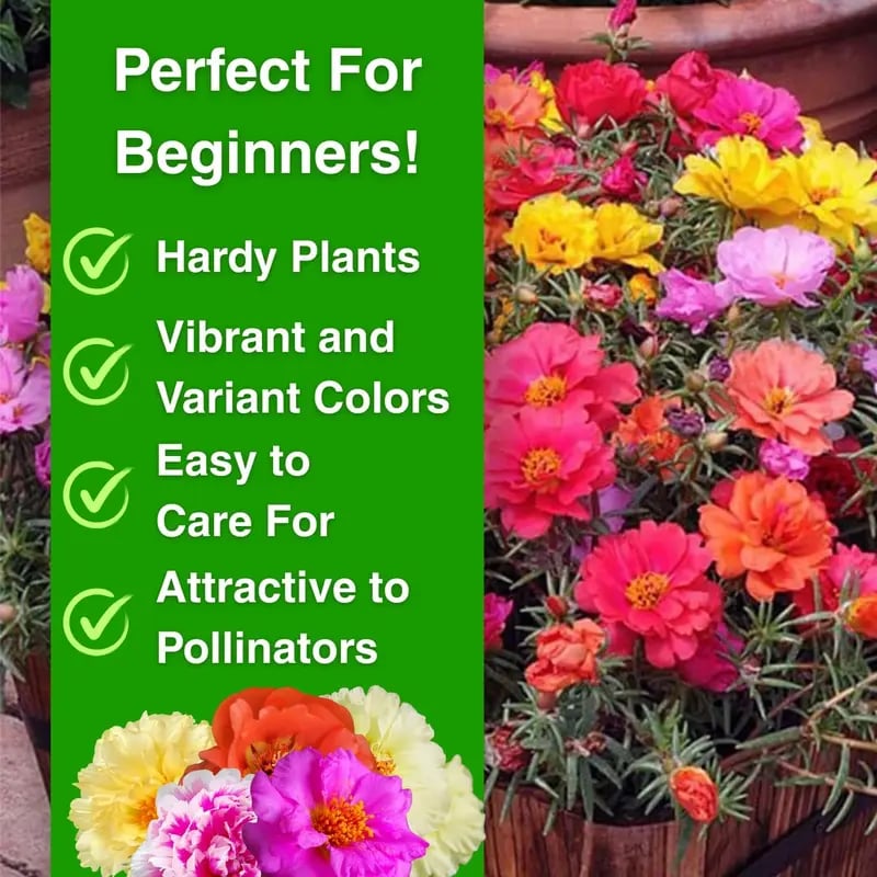 Moss Rose Seeds – Perennial Flower Seeds Easy to Grow