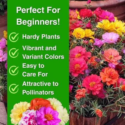 Moss Rose Seeds – Perennial Flower Seeds Easy to Grow