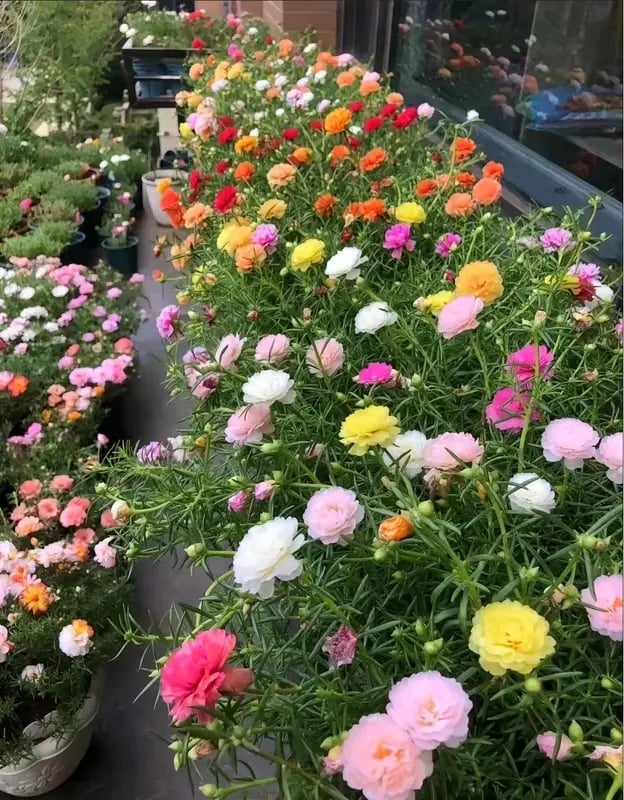 Moss Rose Seeds – Perennial Flower Seeds Easy to Grow